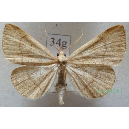 Paracolax tristalis (Fabricius, 1794) male Szczękalica brodźczyca Slovakia34g